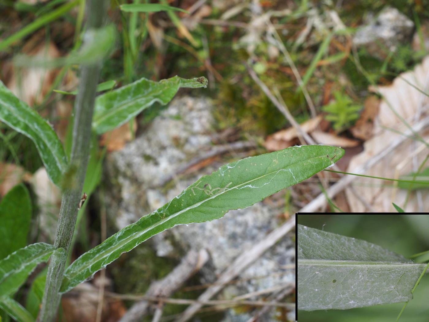 Ragwort, [Greek] leaf